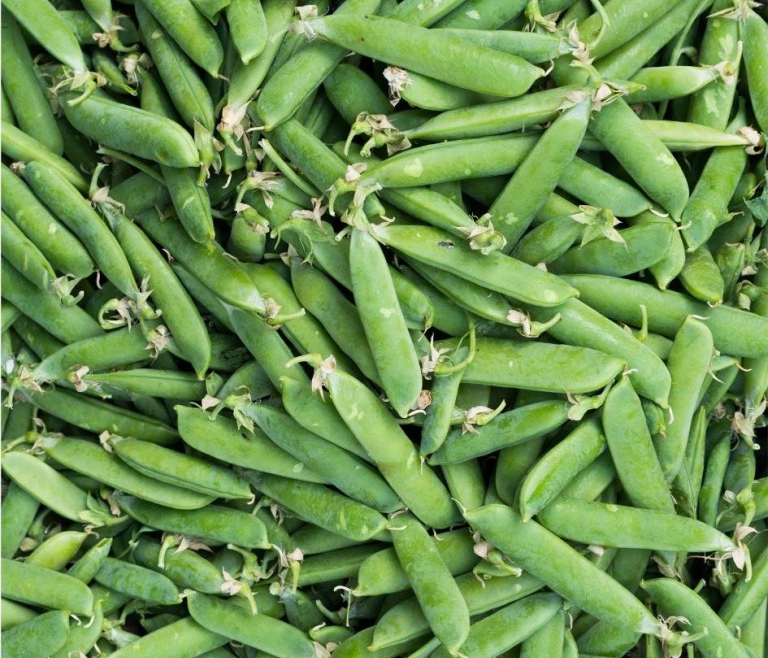 Mazare Pastai