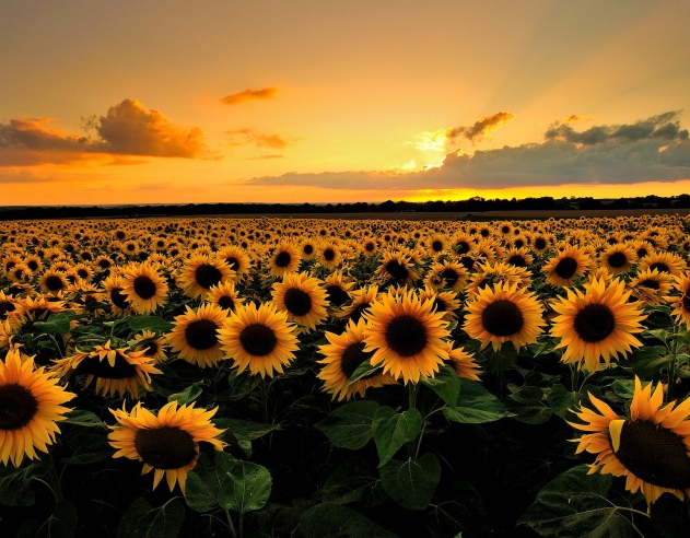 sunflower-field_3525042